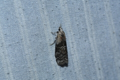 Olethreutes exoletum