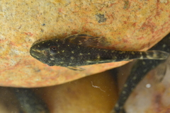Parotocinclus