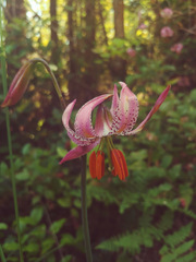 Lilium kelloggii