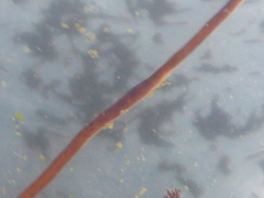 Tubulanus