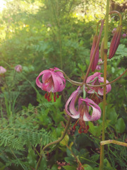 Lilium kelloggii