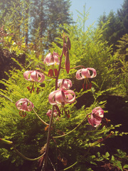 Lilium kelloggii