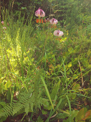 Lilium kelloggii