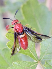 Arge coccinea