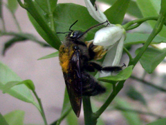 Xylocopa artifex