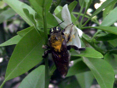 Xylocopa artifex