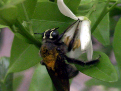 Xylocopa artifex