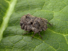 Cyrtocoris