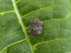 Cyrtocoris