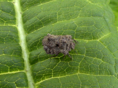 Cyrtocoris