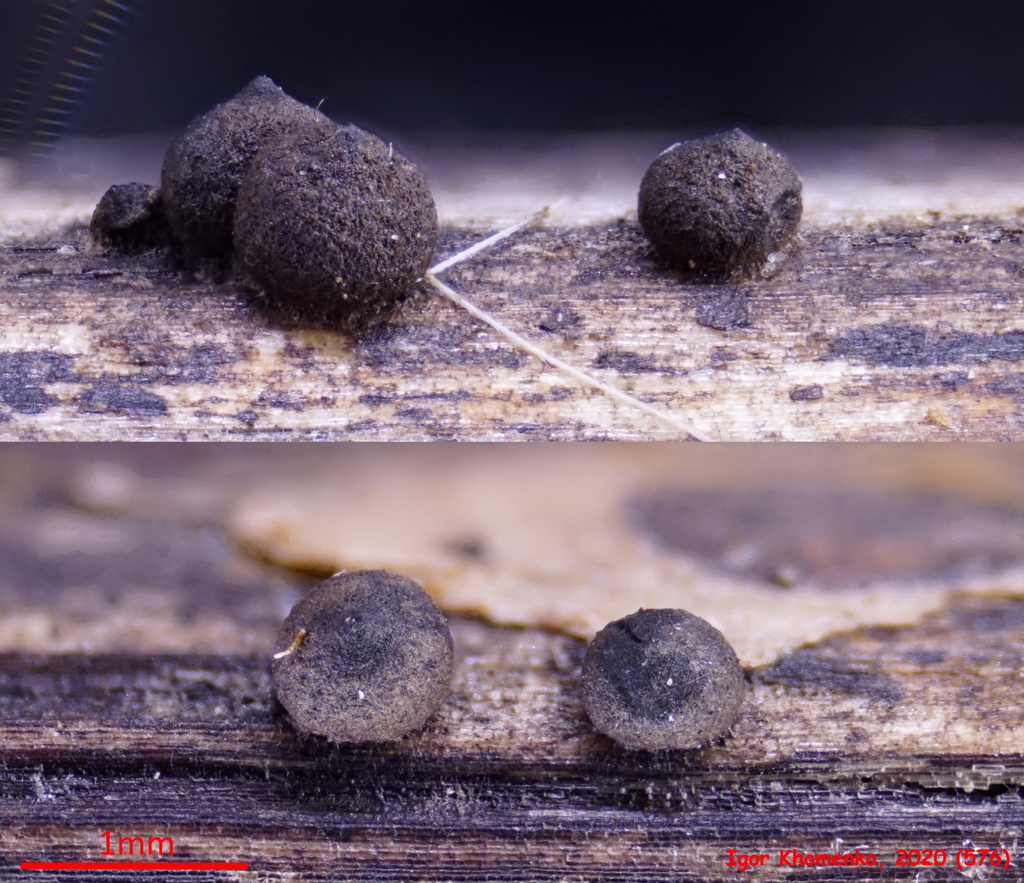 Rosellinia subsimilis