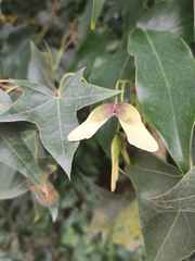 Acer truncatum