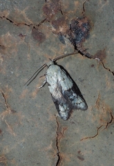 Tracholena sulfurosa