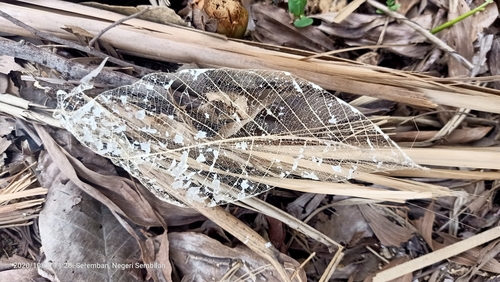 Hevea brasiliensis