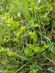Podolobium procumbens