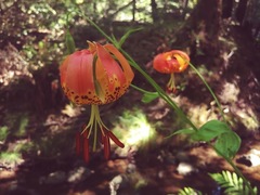 Lilium pardalinum