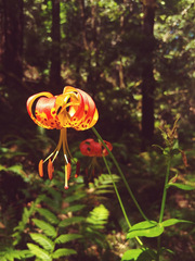 Lilium pardalinum