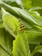 Diabrotica undecimpunctata