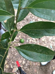 Cryptocarya chinensis