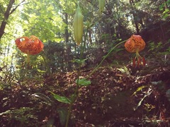 Lilium pardalinum