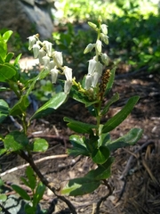Leucothoe davisiae