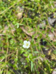 Mitrasacme pilosa stuartii