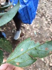 Cryptocarya chinensis
