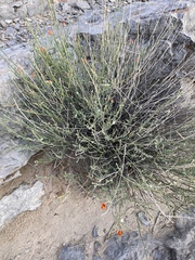 Sphaeralcea leptophylla