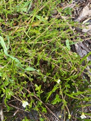 Mitrasacme pilosa stuartii