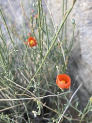 Sphaeralcea leptophylla