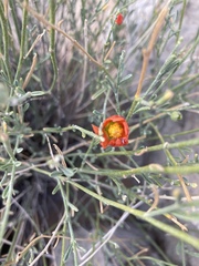 Sphaeralcea leptophylla