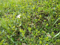Podolobium procumbens