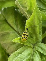 Diabrotica undecimpunctata