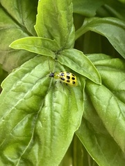 Diabrotica undecimpunctata