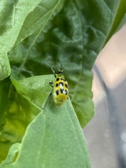 Diabrotica undecimpunctata