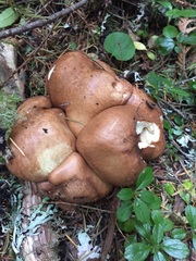 Suillus punctatipes