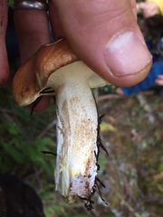Suillus punctatipes