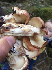 Suillus punctatipes