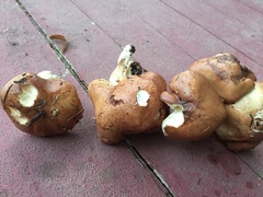 Suillus punctatipes