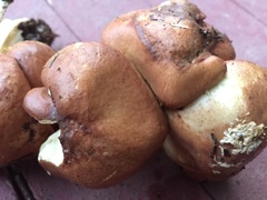 Suillus punctatipes