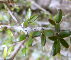 Coprosma obconica