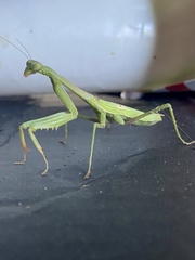 Stagmomantis