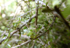 Coprosma obconica