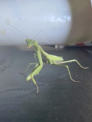 Stagmomantis