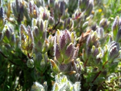 Chloropyron molle molle