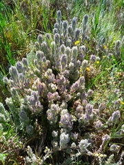 Chloropyron molle molle