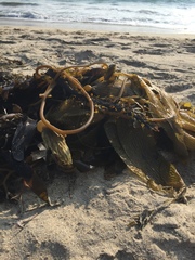 Macrocystis pyrifera