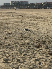 Larus occidentalis