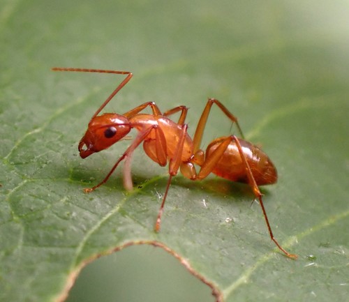 Chestnut Carpenter Ant