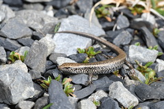 Oligosoma lineoocellatum